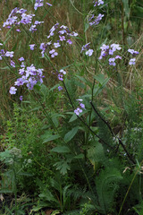 Hesperis matronalis matronalis