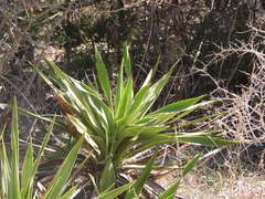 Agave univittata