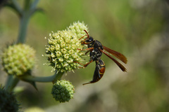 Polistes billardieri