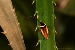 Pseudomops neglectus