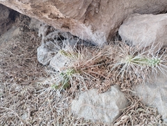 Maihueniopsis camachoi