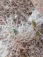 Maihueniopsis camachoi