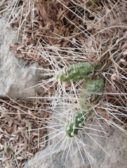 Maihueniopsis camachoi