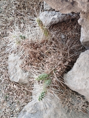 Maihueniopsis camachoi