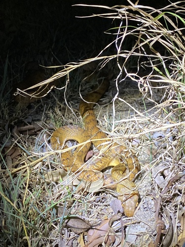 Brown Tree Snake sighting