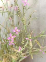 Gentianaceae