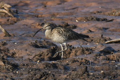 Numenius phaeopus