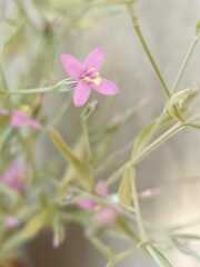 Gentianaceae
