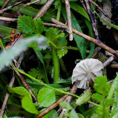 Marasmius albogriseus
