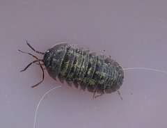 Armadillidium depressum