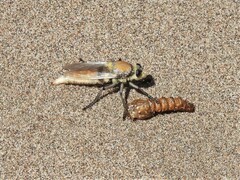 Eccritosia rubriventris