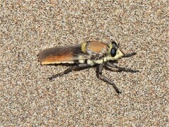 Eccritosia rubriventris