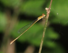 Leptobasis vacillans