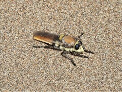 Eccritosia rubriventris