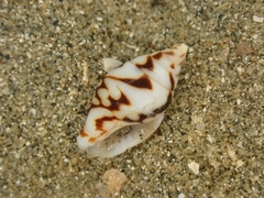 Pardalinops testudinaria