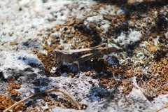 Rhammatocerus viatorius