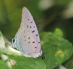 Pseudolycaena damo