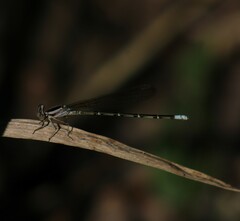 Argia frequentula