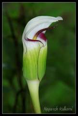 Arisaema murrayi murrayi