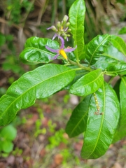 Solanum bahamense