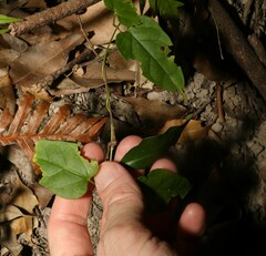 Vincetoxicum paniculatum