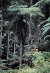Cyathea australis