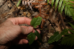 Vincetoxicum paniculatum