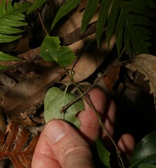 Vincetoxicum paniculatum