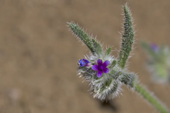 Anchusa aggregata