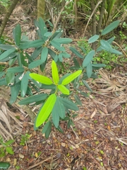 Manilkara jaimiqui emarginata