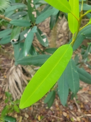 Manilkara jaimiqui emarginata