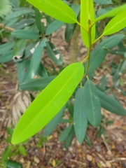 Manilkara jaimiqui emarginata
