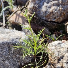 Chaenactis carphoclinia