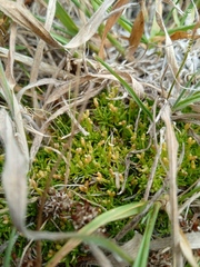 Scleranthus biflorus