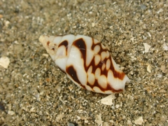 Pardalinops testudinaria