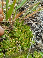 Scleranthus biflorus
