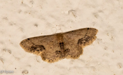 Idaea dimidiata