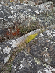 Scleranthus biflorus