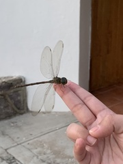 Gynacantha