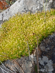 Scleranthus biflorus