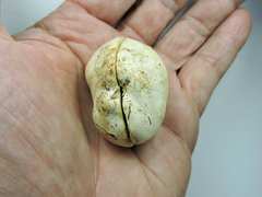 Scleroderma cepa