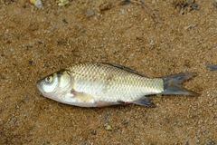 Cyprininae