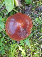 Suillus clintonianus