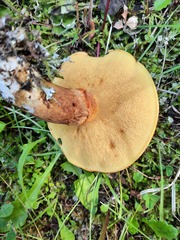 Suillus clintonianus