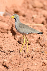 Vanellus senegallus