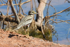 Burhinus senegalensis