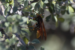 Polistes comanchus