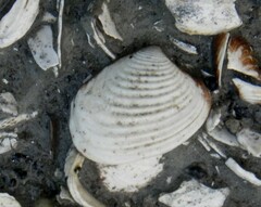 Astarte elliptica