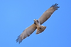 Circaetus beaudouini