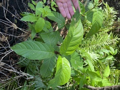 Cephalanthus occidentalis